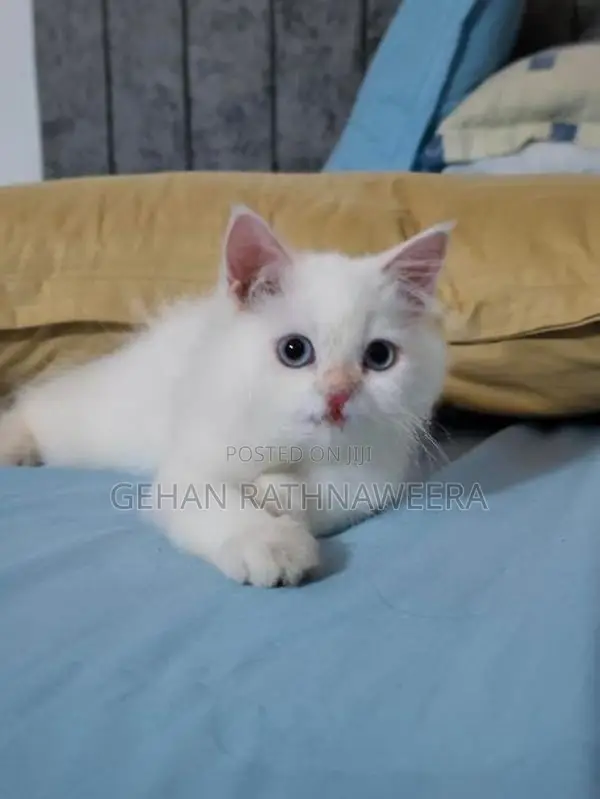White Persian Male Kitten