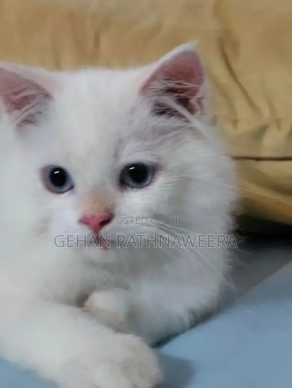 White Persian Male Kitten
