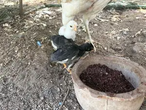 Parrot Beak Rooster