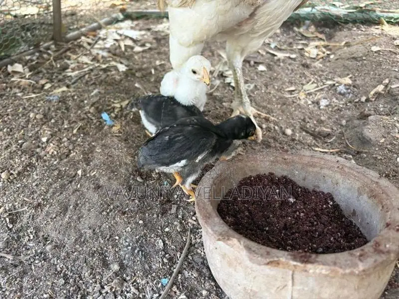 Parrot Beak Rooster