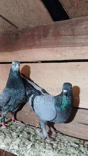 Pigeons