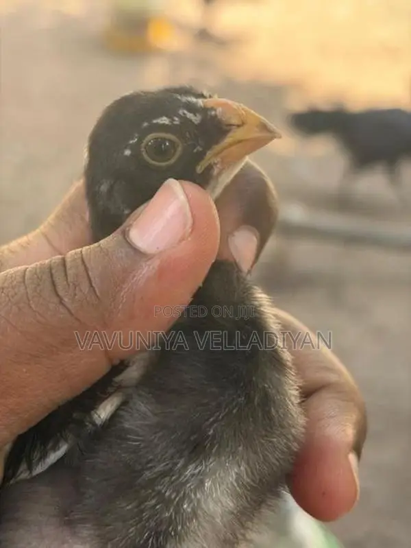 Parrot Beak Rooster