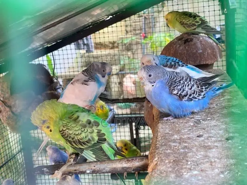 Love Bird