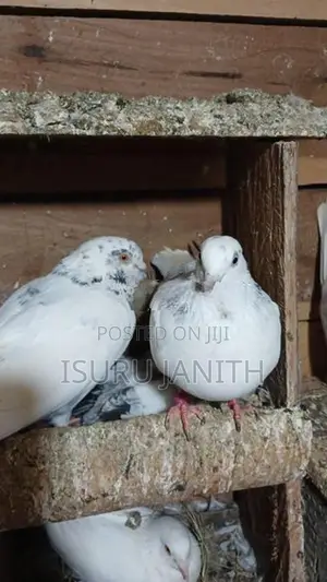 Pigeons