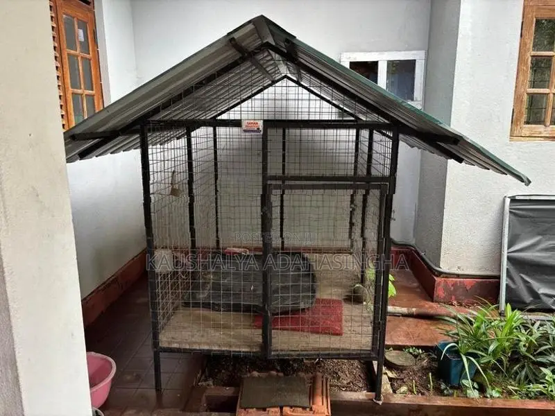 Dog Kennel