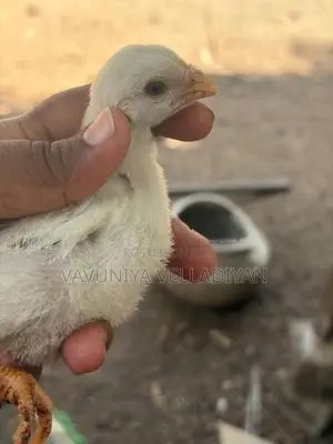 Parrot Beak Rooster