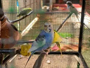 Love Bird