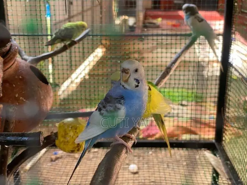 Love Bird