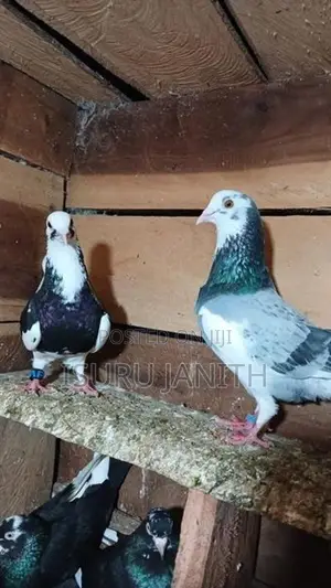 Pigeons
