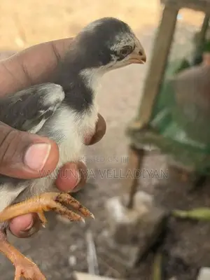 Parrot Beak Rooster