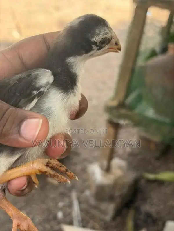 Parrot Beak Rooster