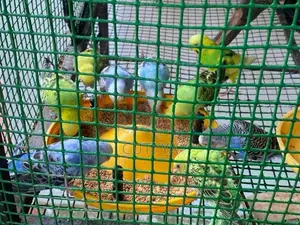 Love Bird