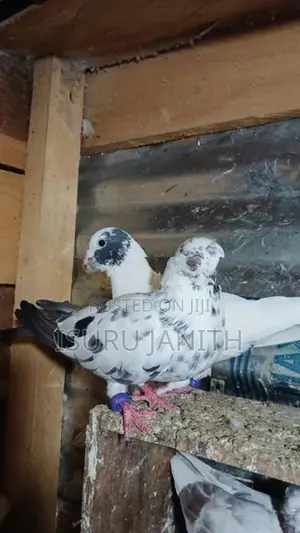 Pigeons