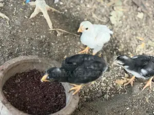 Parrot Beak Rooster