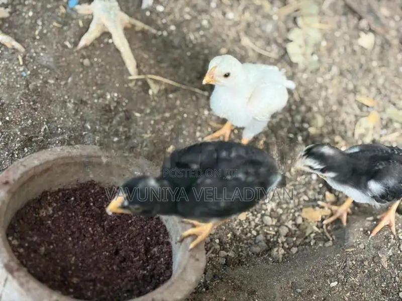 Parrot Beak Rooster