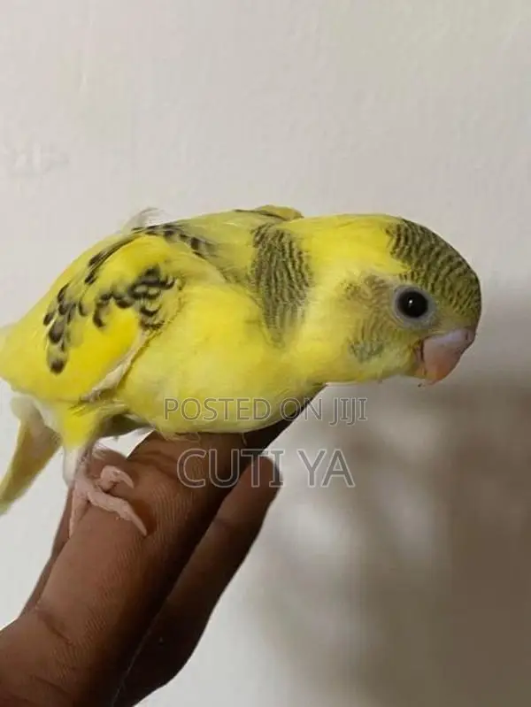 Love Bird