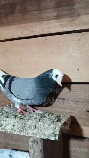 Pigeons