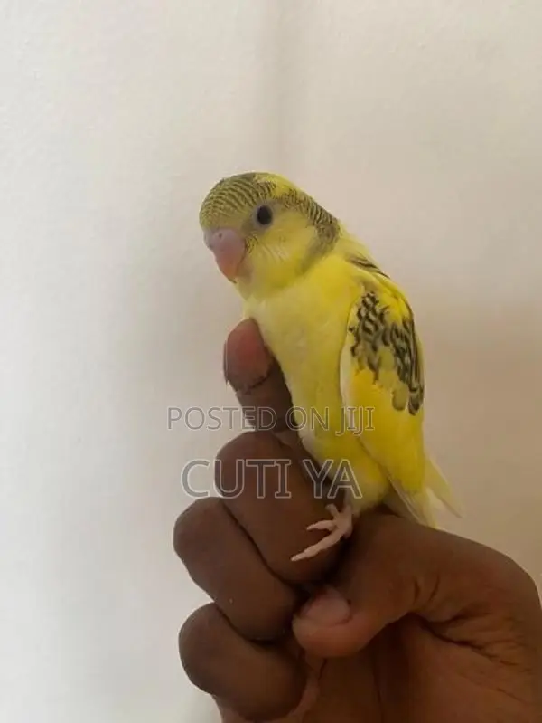 Love Bird