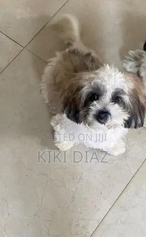 Shih Tzu Puppies