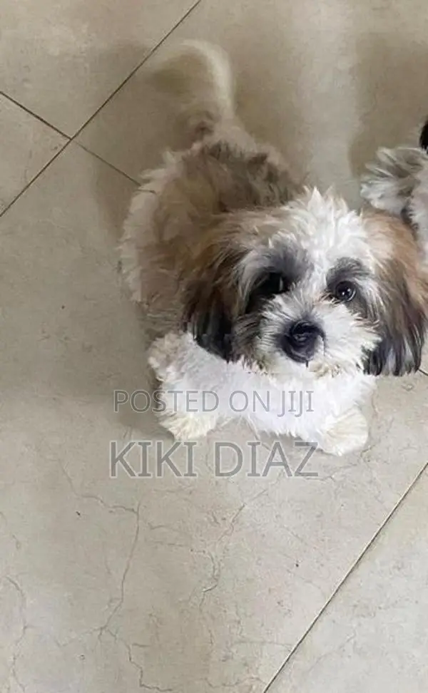 Shih Tzu Puppies