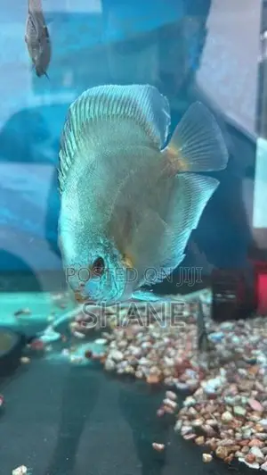 Discuss Fish