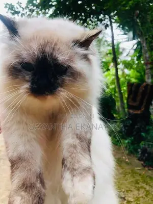 Persian Cat