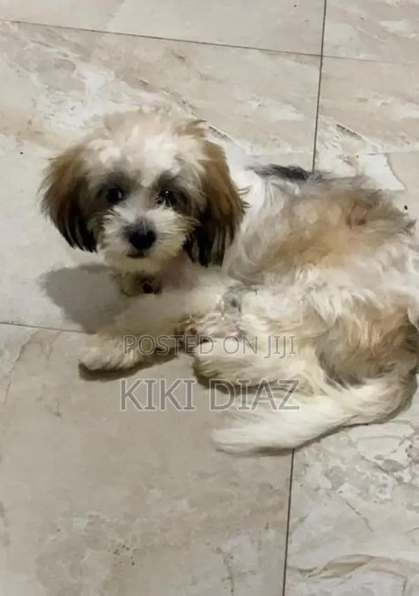 Shih Tzu Puppies