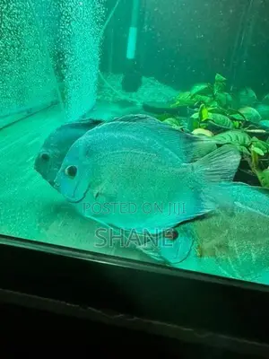 Discuss Fish