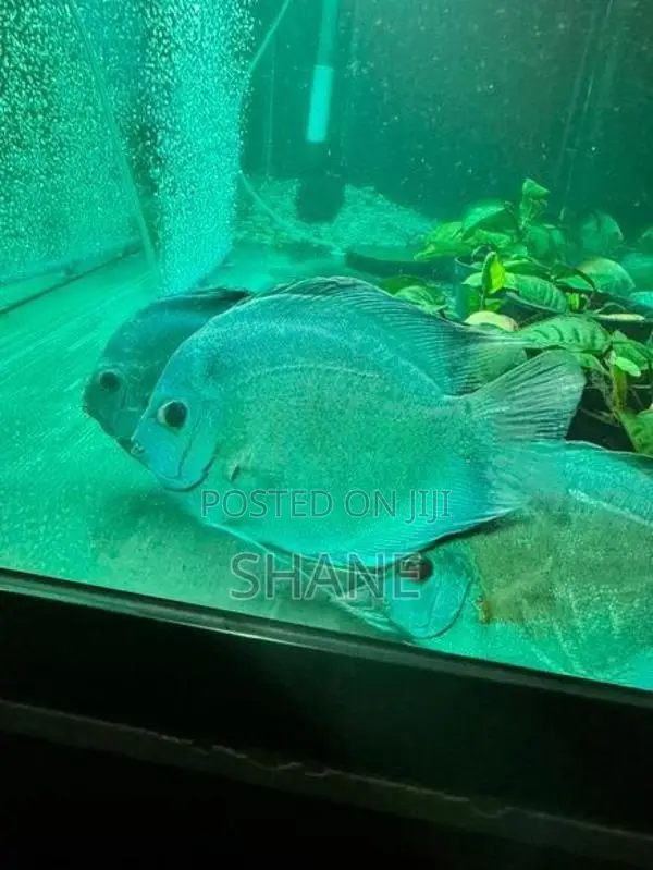 Discuss Fish