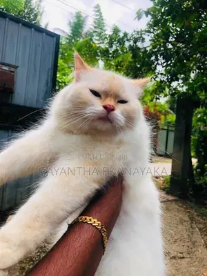 Persian Cat