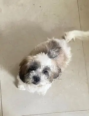 Shih Tzu Puppies