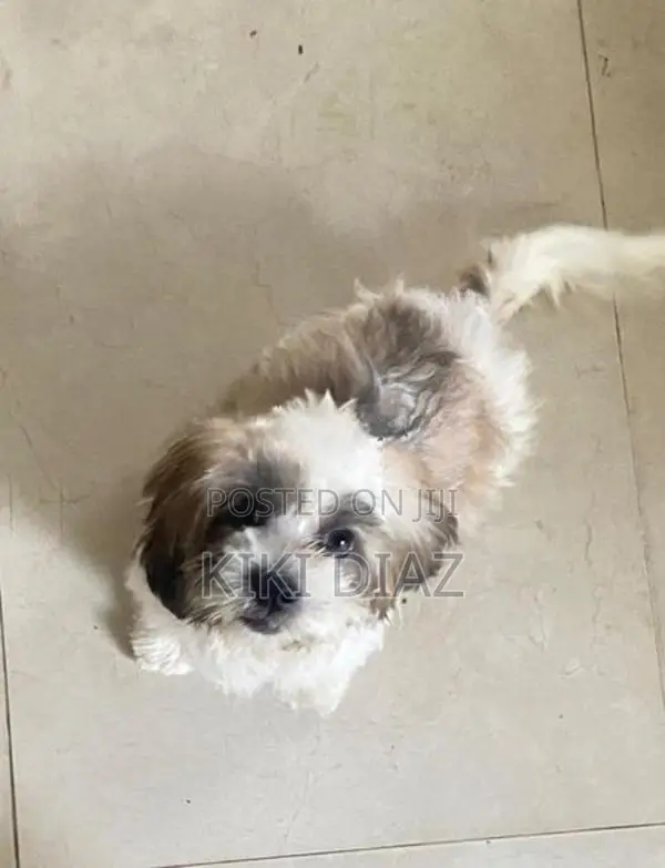 Shih Tzu Puppies