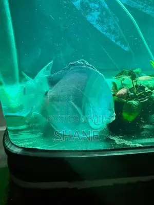 Discuss Fish