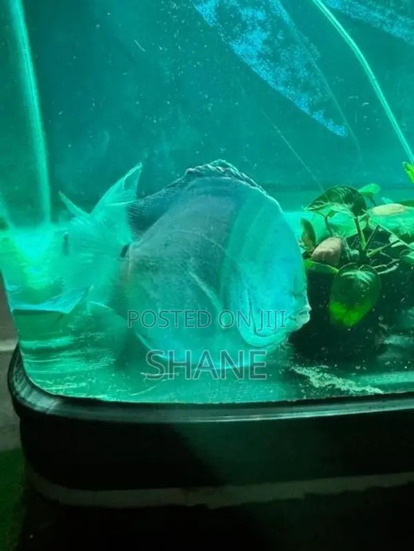 Discuss Fish