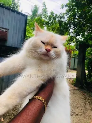 Persian Cat