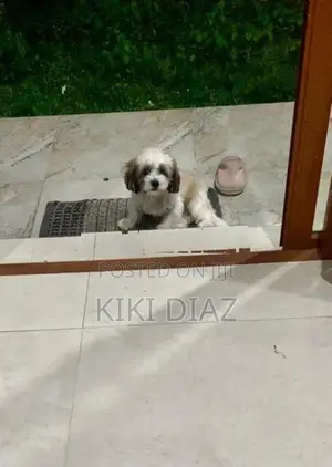 Shih Tzu Puppies