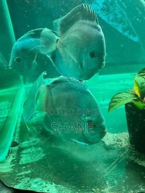 Discuss Fish