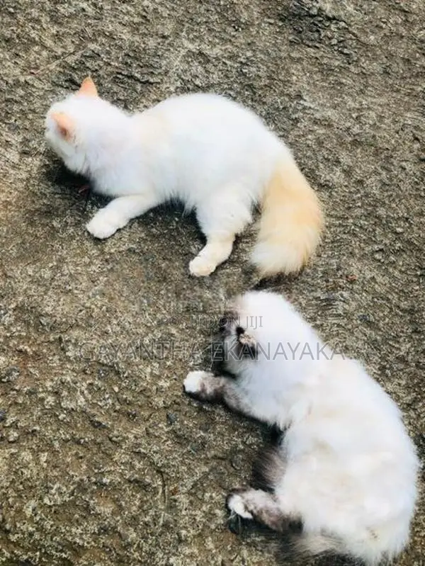 Persian Cat