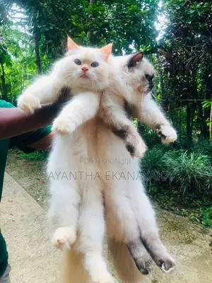 Persian Cat