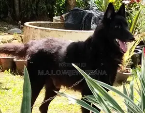 Belgian Shepherd Dog