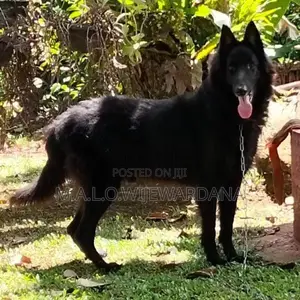 Belgian Shepherd Dog
