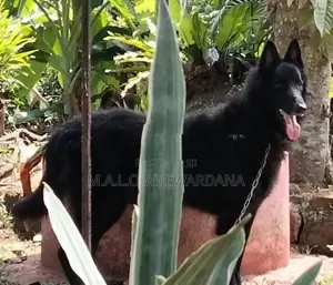 Belgian Shepherd Dog