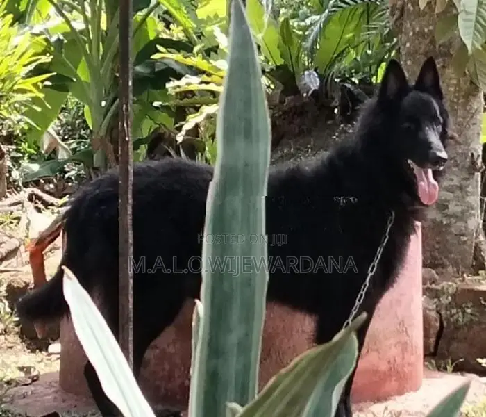 Belgian Shepherd Dog