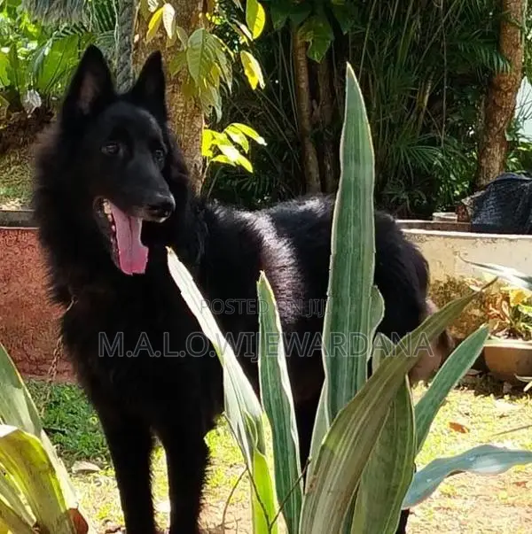 Belgian Shepherd Dog