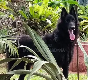 Belgian Shepherd Dog