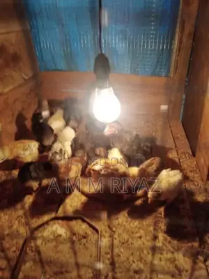 ගම් කුකුල් පැටව්