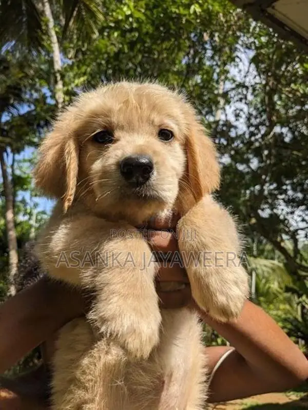 Golden Retriever Puppies