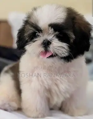 Shih-Tzu Puppies