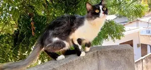 pure Persian