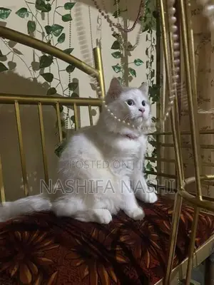 Persian Cat